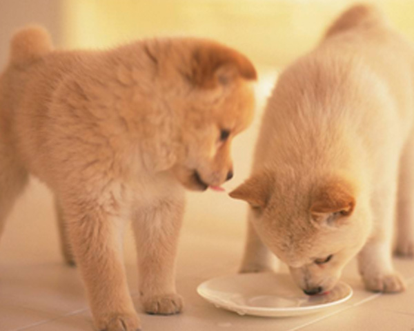 湖北匠心护成长！幼年期犬粮适合 2-12 月龄幼犬，含 DHA + 维生素，益智又强体