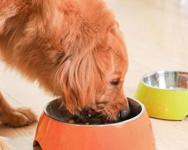 湖北质造护成犬！成年期犬粮营养均衡，助力狗狗保持好体态，健康生活有保障