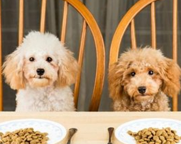 湖北宠粮有保障！幼年期犬粮喂养别踩坑，少食多餐 + 定时定量，新手养宠不发愁