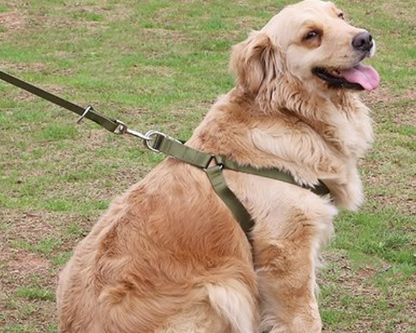 湖北匠心宠具赞！宠物狗牵引绳带反光条设计，夜间遛狗超醒目，守护爱犬安全行