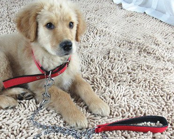 湖北暖宠好物！宠物狗牵引绳选优质材质，抗拉扯不易断，陪伴爱犬快乐出行每一天